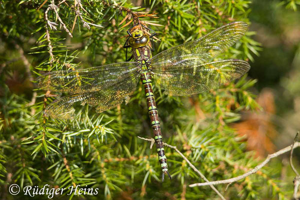 Aeshna cyanea (Blaugrüne Mosaikjungfer) Weibchen, 17.9.2024