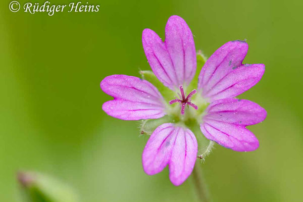 Geranium molle (Weicher Storchschnabel), 2.6.2013