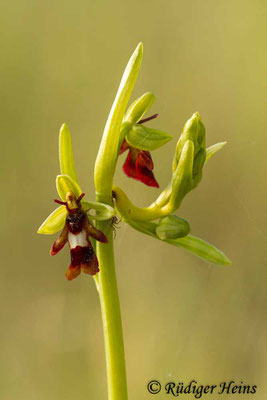 Ophrys insectifera (Fliegen-Ragwurz), 31.5.2014