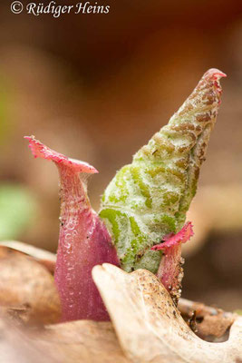 Petasites hybridus (Gewöhnliche Pestwurz)