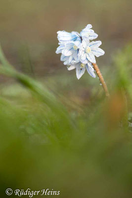 Puschkinia scilloides (Puschkinie oder Kegelblume), 19.3.2023