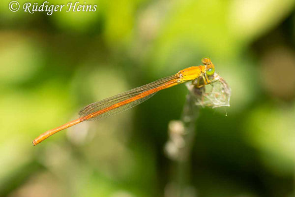 Ceriagrion glabrum (engl.  Common citril) Männchen, 30.1.2019