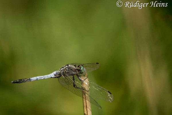 Orthetrum albistylum (Östlicher Blaupfeil) Männchen