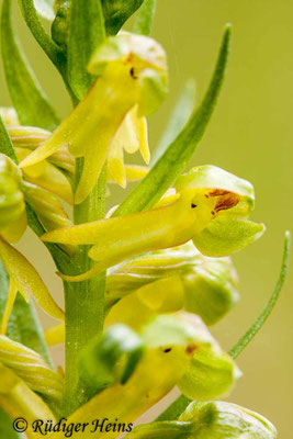 Dactylorhiza viridis (Grüne Hohlzunge), 18.5.2012