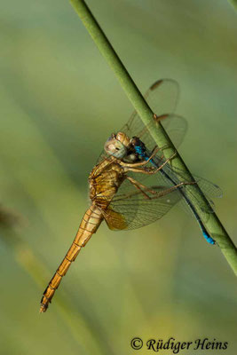Crocothemis erythraea, Feuerlibelle, Weibchen