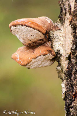 Fomitopsis betulina (Birkenporling), 16.11.2014