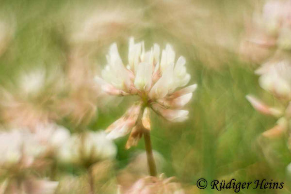 Trifolium repens (Weißklee), 19.6.2022