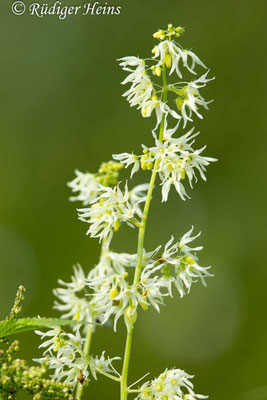 Echinocystis lobata (Stachelgurke), 20.8.2024