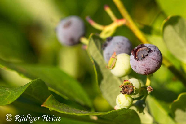 Vaccinium corymbosum, Amerikanische Heidelbeere