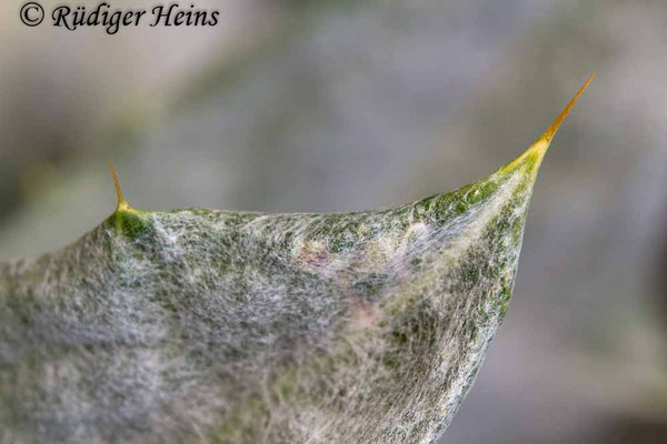 Onopordum acanthium (Gewöhnliche Eselsdistel) dorniges Blatt, 17.7.2019