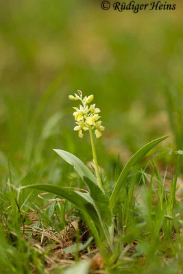 Orchis pallens (Blasses Knabenkraut), 1.5.2015