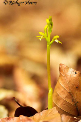 Corallorhiza trifida (Korallenwurz), 2.5.2015