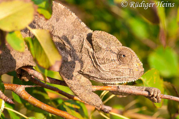 Chamaeleo chamaeleon (Europäisches Chamäleon), 22.10.2008