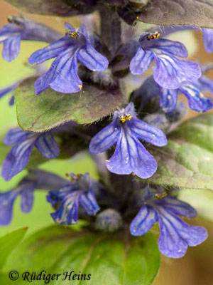Ajuga reptans (Kriechender Günsel), 24.5.2010