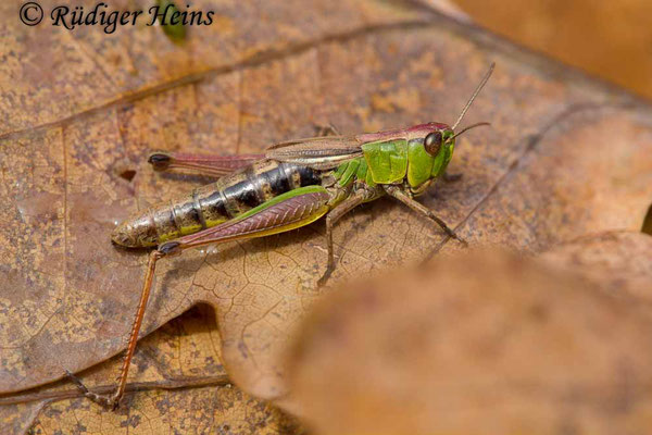 Pseudochorthippus parallelus (Gemeiner Grashüpfer) Weibchen, 9.10.2017