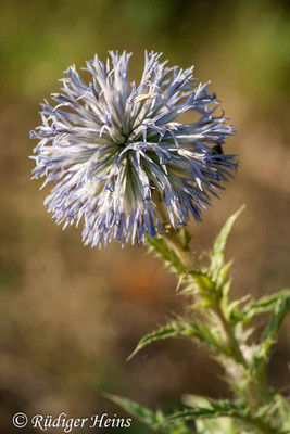 Echinops sphaerocephalus (Drüsenblättrige Kugeldistel), 30.7.2007