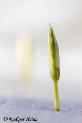 Galanthus nivalis (Schneeglöckchen)