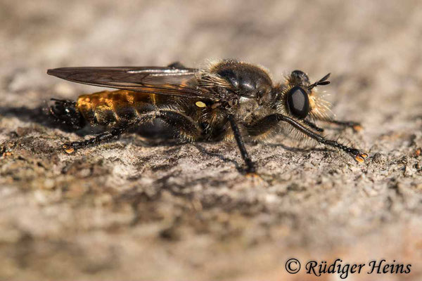 Choerades ignea (Zinnober-Mordfliege) Männchen, 12.9.2020