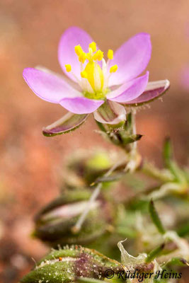 Spergularia rubra (Rote Schuppenmiere), 13.6.2015