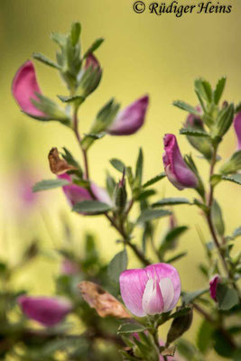 Ononis repens (Kriechende Hauhechel)