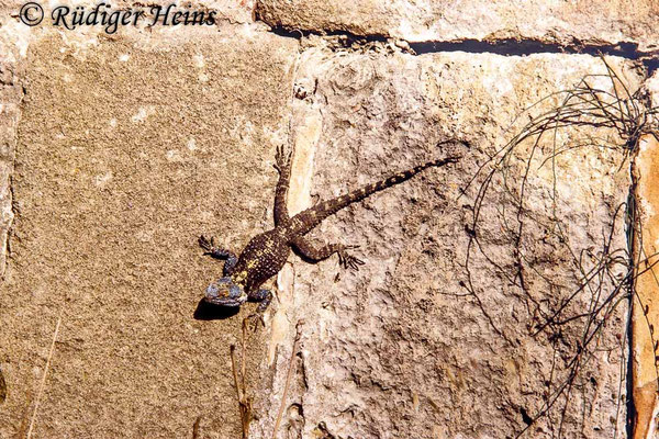 Stellagama stellio (Hardun)