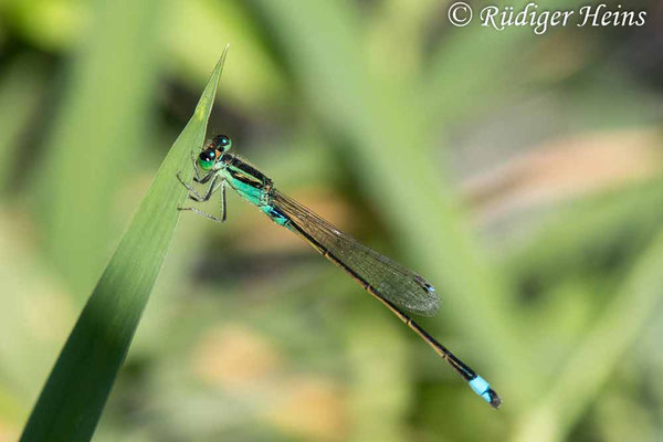 Ischnura senegalensis (Senegal-Pechlibelle) Männchen, 26.1.2023