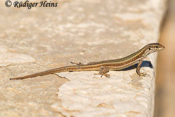 Podarcis erhardii (Kykladen-Mauereidechse)