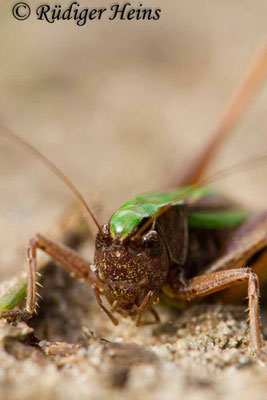 Metrioptera brachyptera (Kurzflügelige Beißschrecke) Weibchen, 14.9.2017