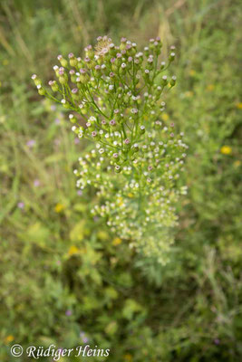 Conyza canadensis (Kanadisches Berufkraut)