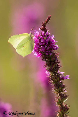 Gonepteryx rhamni (Zitronenfalter), 11.8.2021