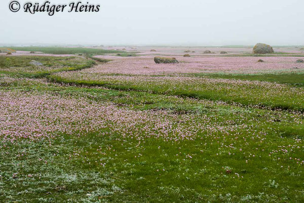 Armeria maritima (Strand-Grasnelke), 4.6.2014