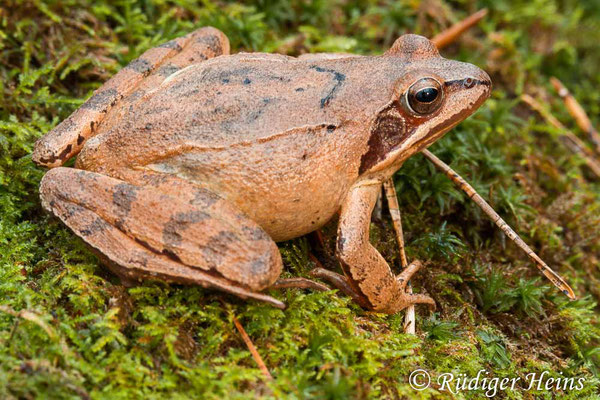 Rana dalmatina (Springfrosch) Weibchen, 21.3.2010