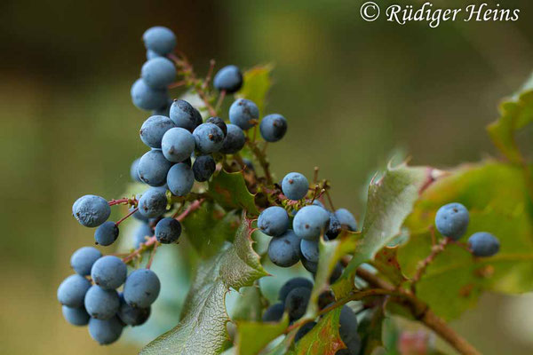 Mahonia aquifolium (Gewöhnliche Mahonie), 2.8.2014