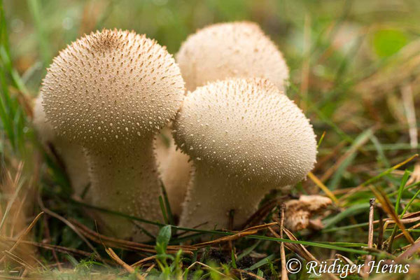 Lycoperdon perlatum (Flaschen-Stäubling), 20.10.2017