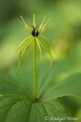 Paris quadrifolia (Vierblättrige Einbeere)
