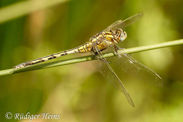 Orthetrum trinacria (Langer Blaupfeil) Weibchen, 21.5.2013