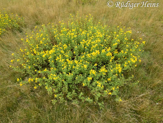 Tanacetum vulgare (Rainfarn), 2.8.2023