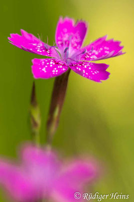 Dianthus deltoides, Heide-Nelke