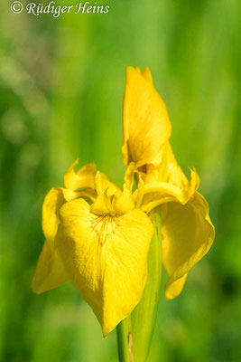 Iris pseudacorus (Sumpf-Schwertlilie), 7.6.2019