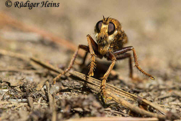 Asilus crabroniformis (Hornissen-Raubfliege) Weibchen