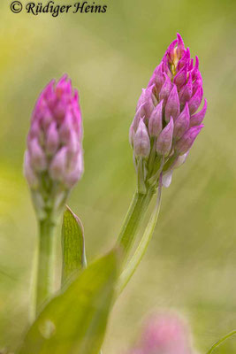 Neotinea tridentata (Dreizähniges Knabenkraut), 29.4.2024