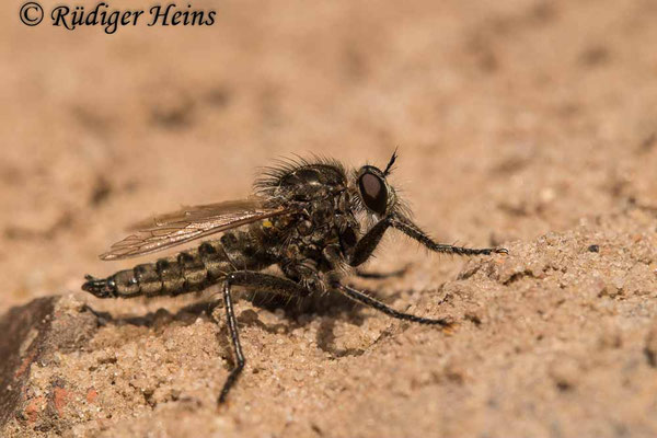 Dysmachus trigonus (Säbel-Raubfliege) Männchen
