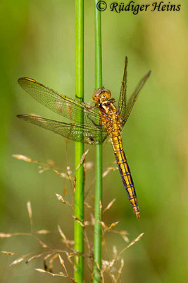 Orthetrum coerulescens (Kleiner Blaupfeil) junges Männchen, 18.8.2017