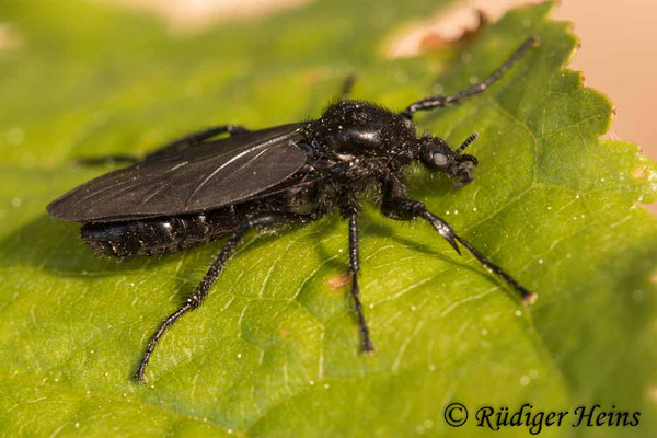 Bibio marci (Märzfliege) Weibchen, 5.5.2020