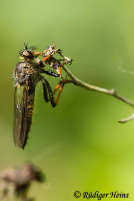 Pamponerus germanicus (Alabasterfliege) Weibchen