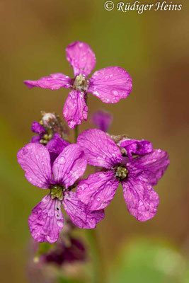 Lunaria annua (Einjähriges Silberblatt), 14.5.2011