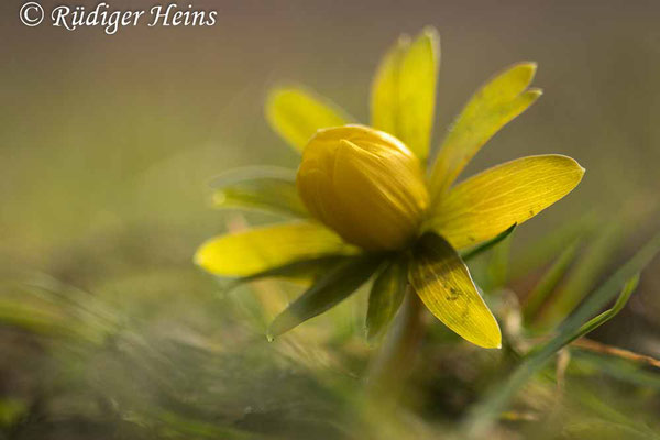 Winterling (Eranthis hyemalis), 20.2.2021