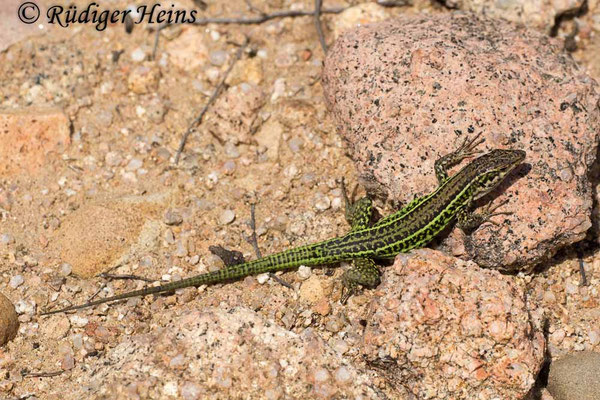 Podarcis tiliguerta (Tyrrhenische Mauereidechse)