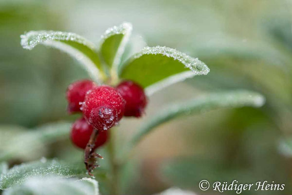 Vaccinium vitis-idaea, Preiselbeere