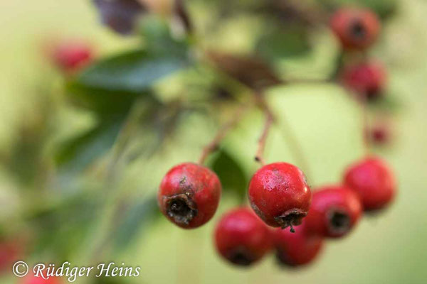 Crataegus monogyna (Eingriffeliger Weißdorn)